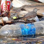 В Госдуме предложили наносить на пластиковую посуду маркировку о вреде для окружающей среды